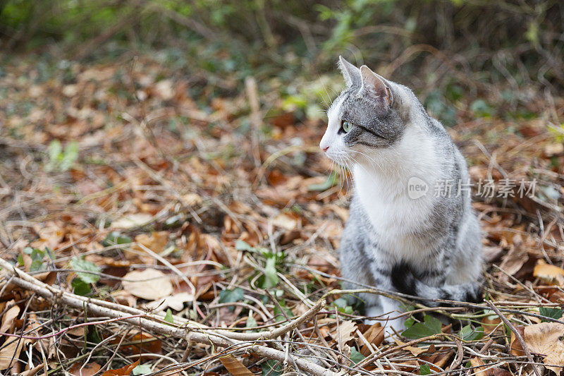 虎斑猫坐在秋天花园的棕色树叶上