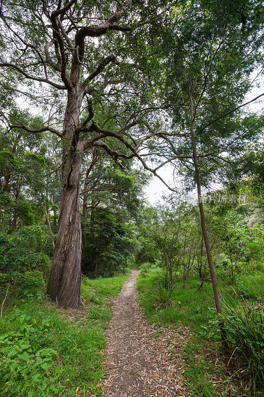 一条森林小径蜿蜒穿过美丽茂密的澳大利亚森林
