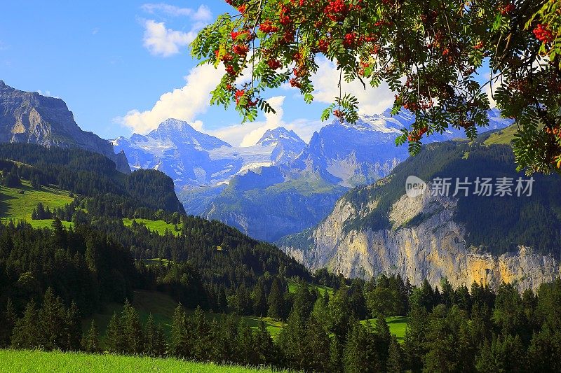 阿尔卑斯山田园诗般的景观:松树林地，Lauterbrunnen山谷，瑞士阿尔卑斯山