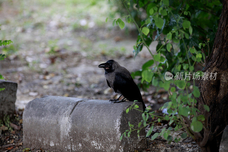 乌鸦坐在石头上