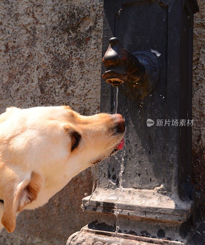 口渴的拉布拉多寻回犬