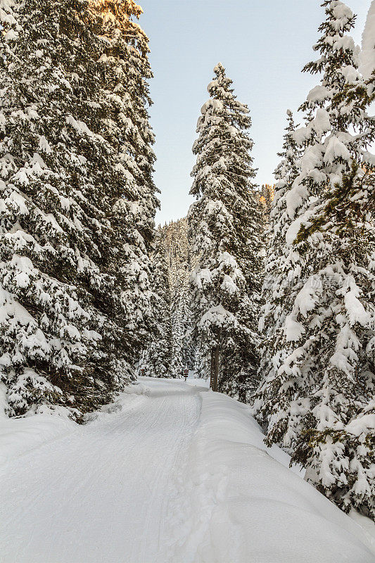 意大利圣马蒂诺自然公园里白雪覆盖的森林