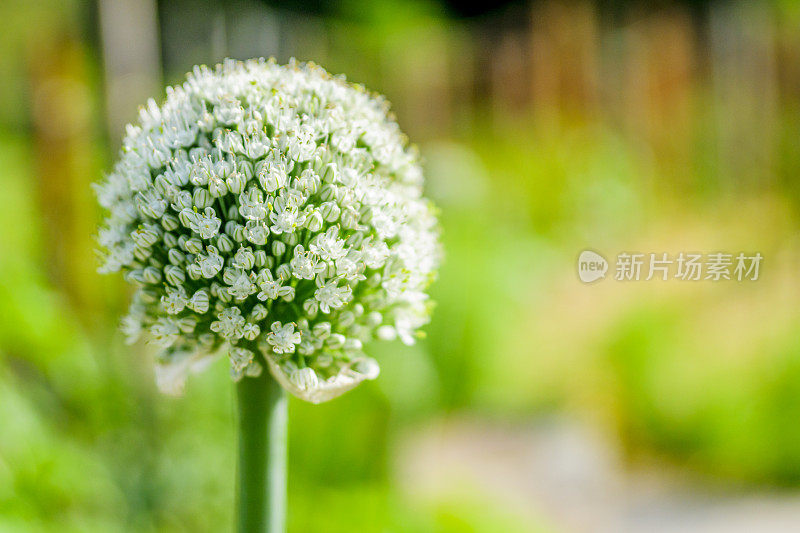 魁北克大蒜花