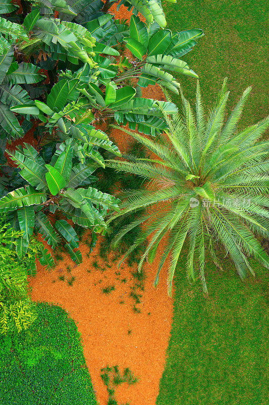 鸟瞰图郁郁葱葱的绿色庭院与绿草棕榈树和香蕉树
