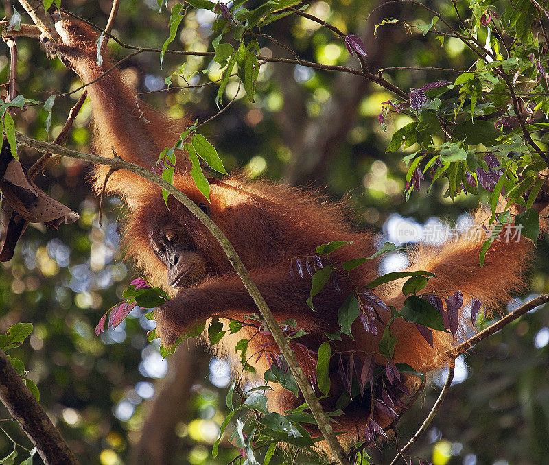 苏门答腊岛的丛林里，一只小猩猩在嗅一朵花