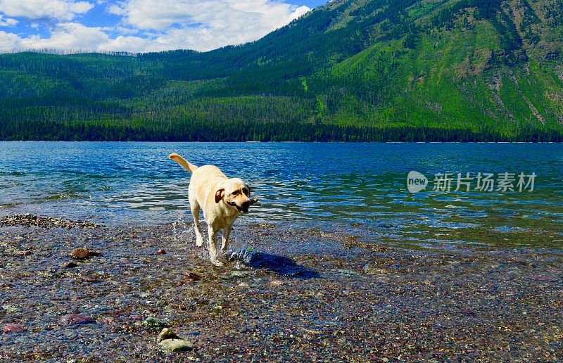 山区湖泊中的拉布拉多寻回犬