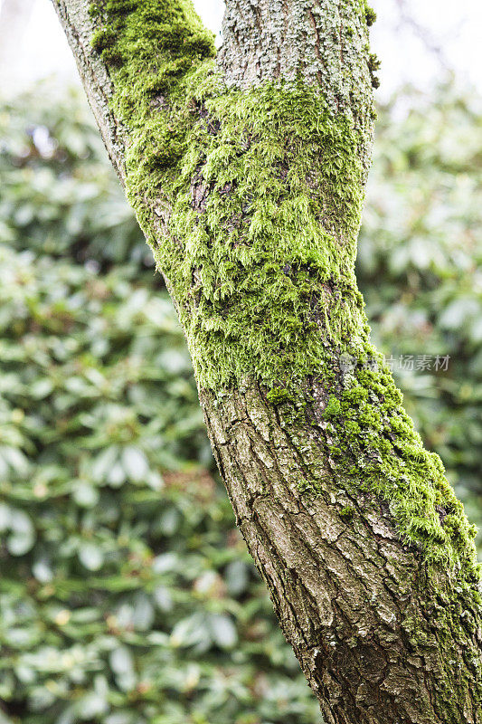 苔藓在树