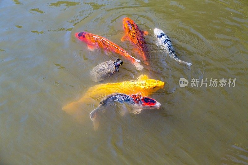 池塘里的锦鲤群