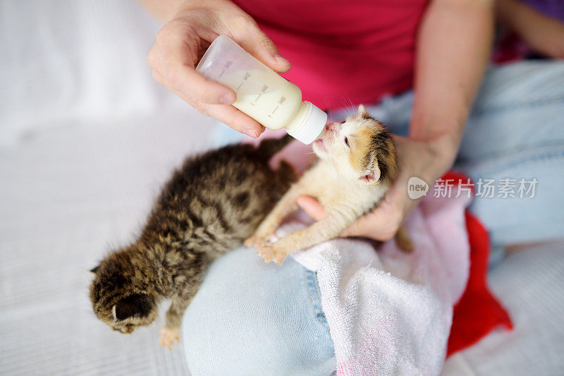 用母乳喂养孤儿小猫