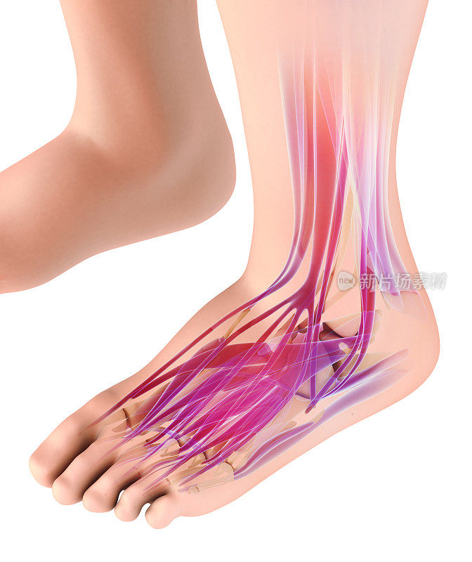 3d演示医学和科学概念，足部肌肉。