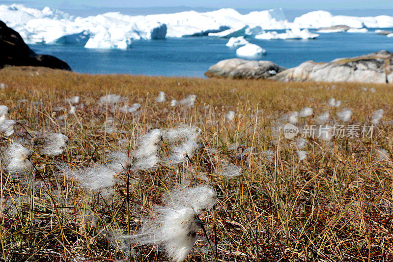 格陵兰岛雅各布港伊卢利萨特的白花和冰山