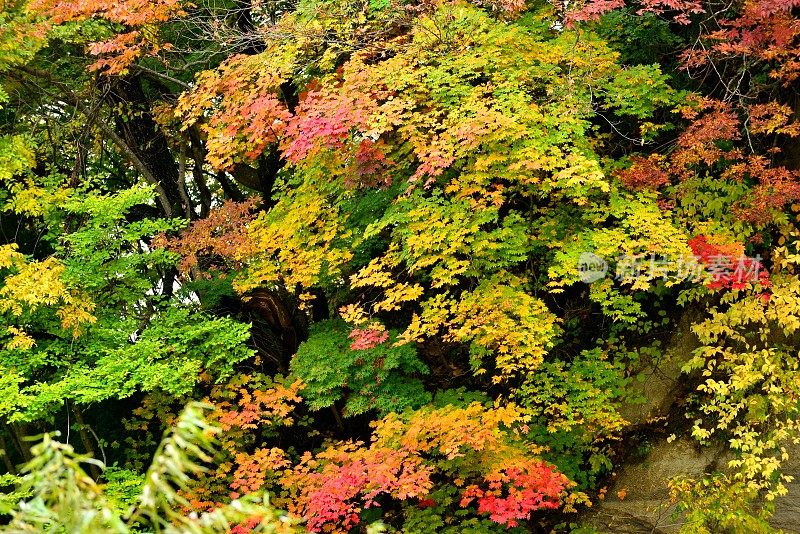 青森县黑石的中野百山秋叶