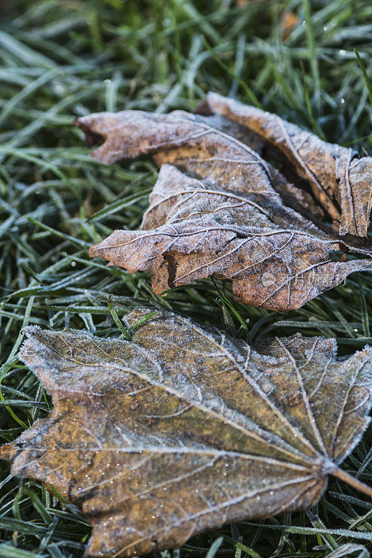在一个寒冷的早晨，霜冻覆盖了树叶和草