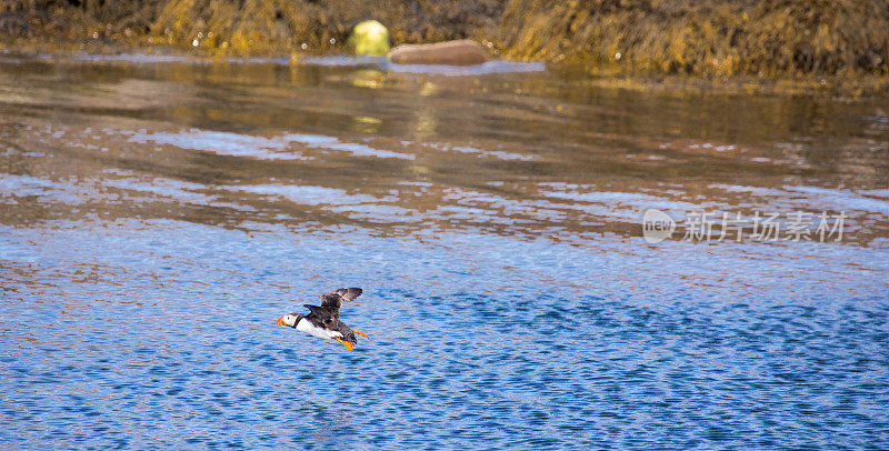 雷克雅未克附近海面上飞过的海雀