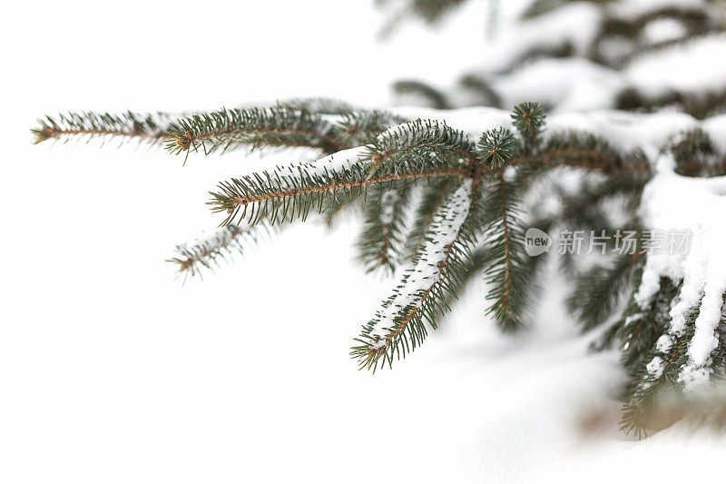 雪中的冷杉针叶