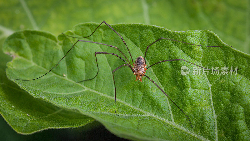 Fine-legged蜘蛛