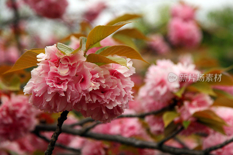 层的花朵