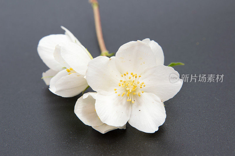 这是茉莉花的一枝。孤立的白色茉莉花。