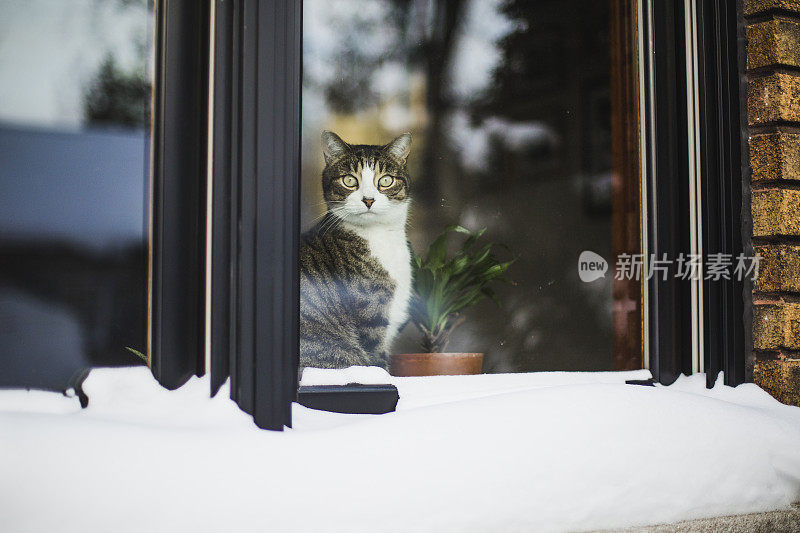 从窗户往外看的猫