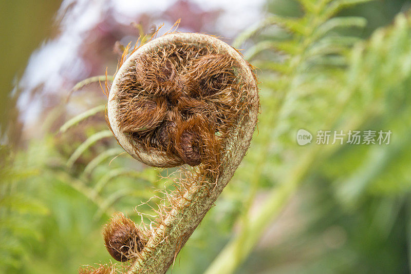 一种树蕨，幼叶螺旋形。Cyatheales