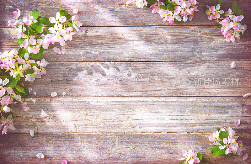 春天开花的树枝在木制的背景上