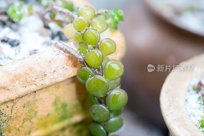 冻雨后盆栽肉质植物