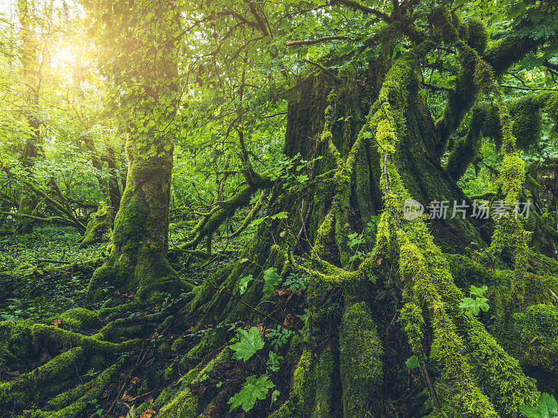 温带雨林的密度