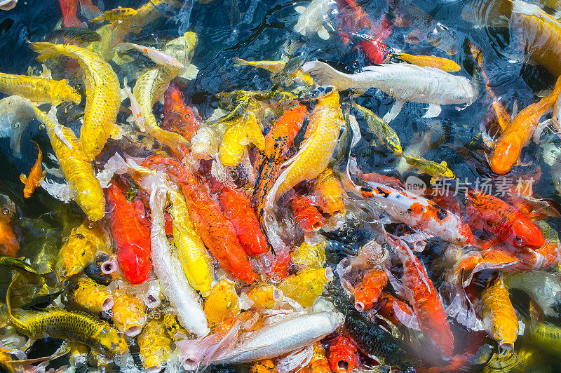 池塘里游着花式鲤鱼鱼，彩色鲤鱼鱼