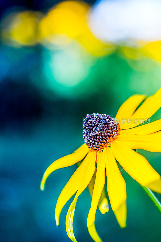 Rudbeckie花，背景为黄色和绿色