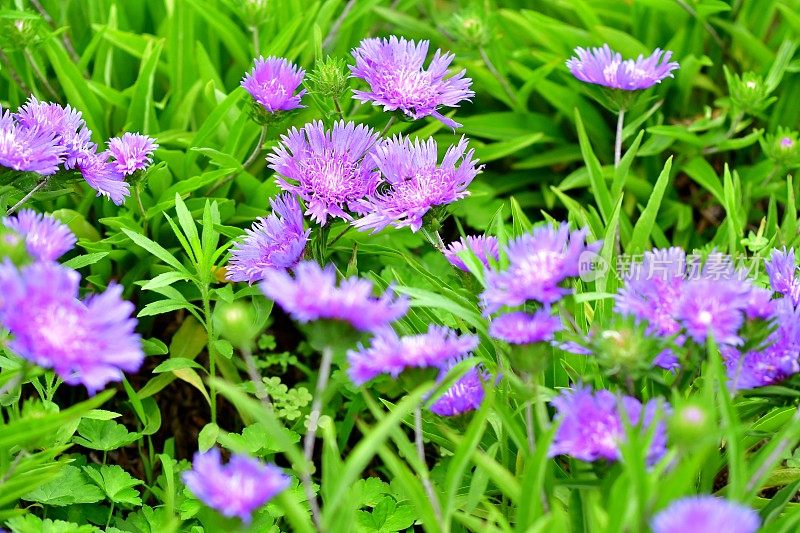 紫花植物野外特写