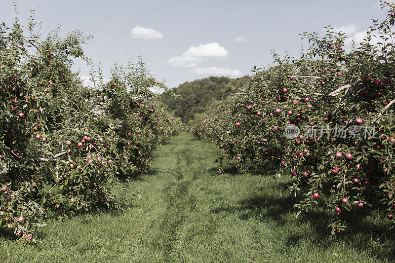 果园里成熟的苹果准备收割了