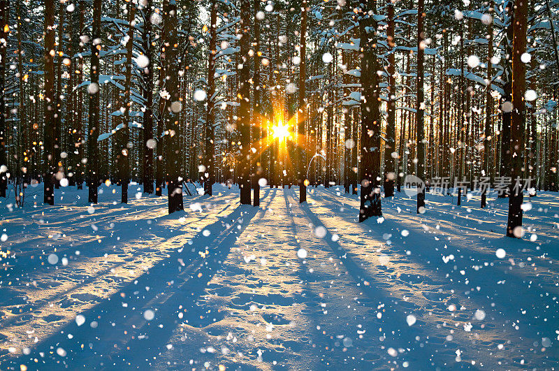 冬季的乡村景观有森林，阳光和雪