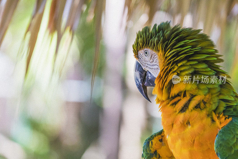 特写的卡特琳娜金刚鹦鹉，也被称为彩虹金刚鹦鹉，在巴哈马看到。