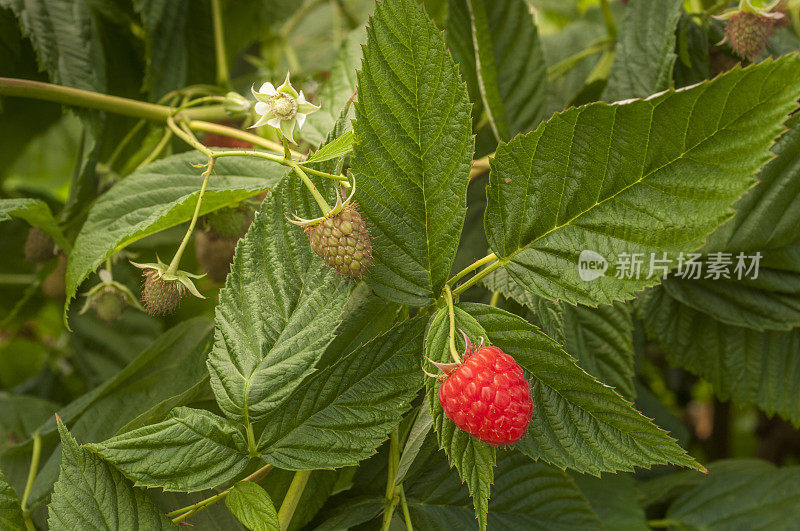 在藤上成熟的树莓的特写