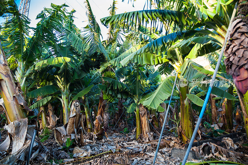 西班牙加那利群岛阳光明媚的香蕉种植园