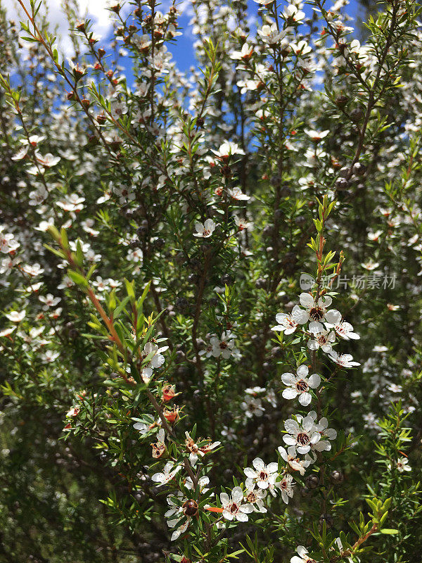 Manuka(钩端精子镜)