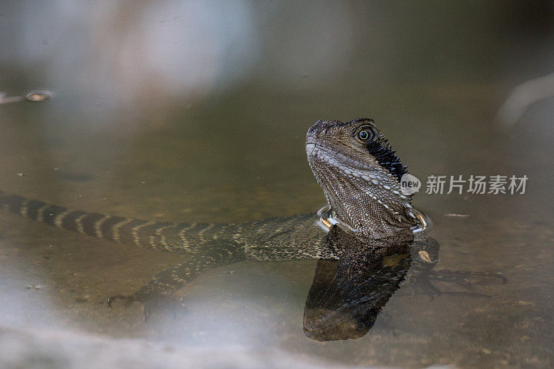 幼年水龙蜥蜴冷却在小溪的水