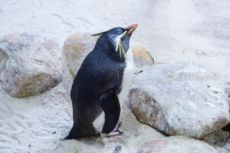 南非:北跳岩企鹅