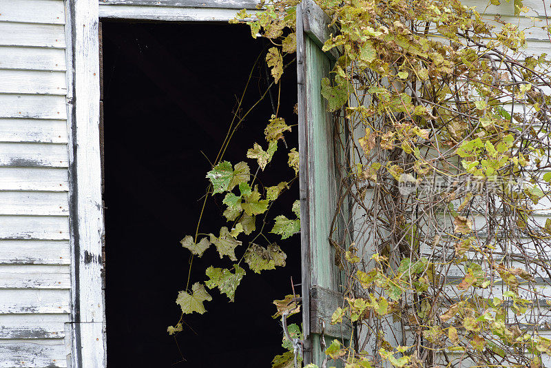废弃农舍的门上爬满了藤蔓