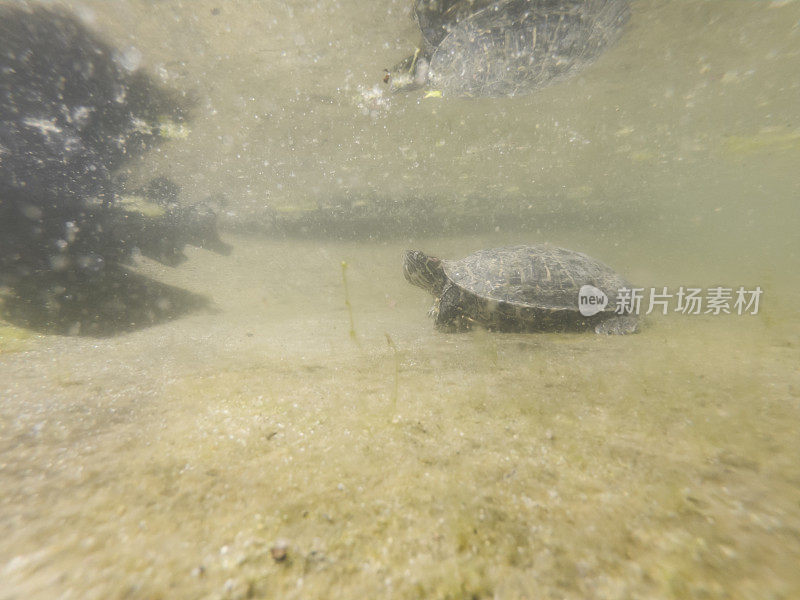 乌龟在肮脏、泥泞的湖底爬行。水下拍摄。