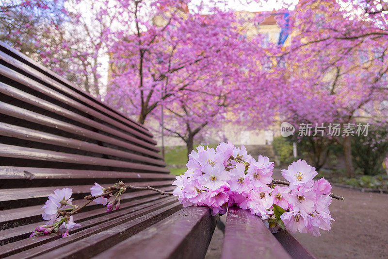 樱桃树花宁静