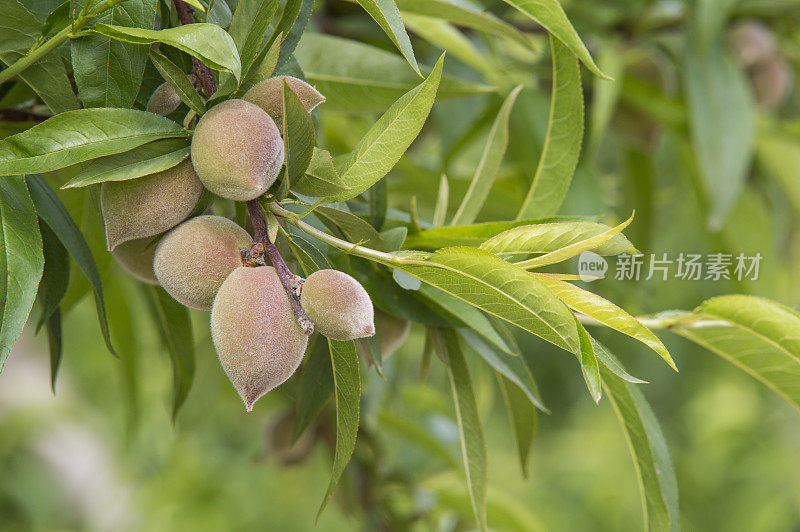 加利福尼亚中部果园里成熟的桃子的特写