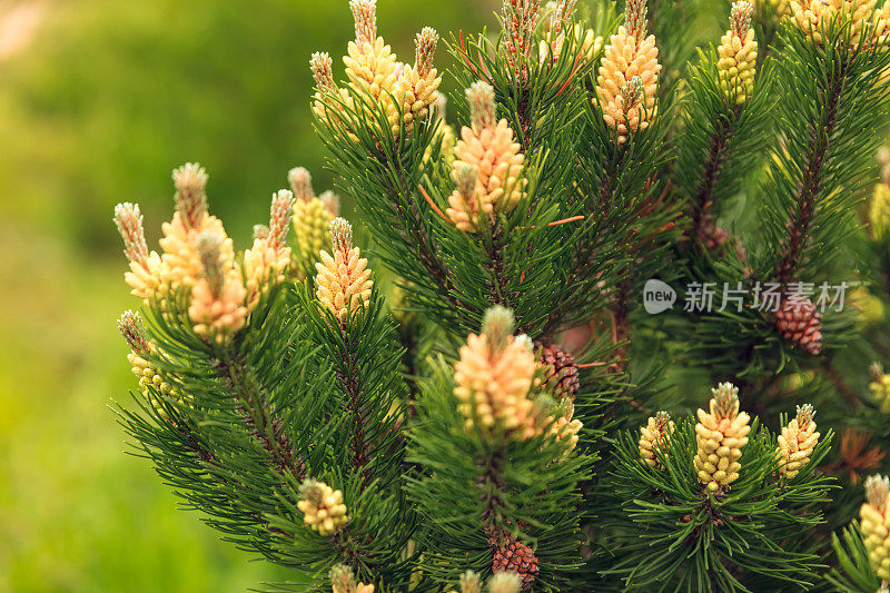 针叶植物-松树