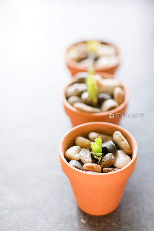 迷你盆栽芦荟植物