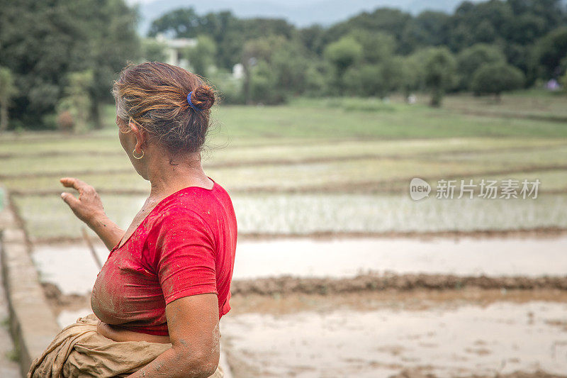 女农民看着她的稻田