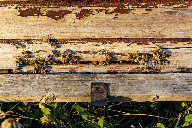 蜜蜂进入三叶草田旁边的蜂箱