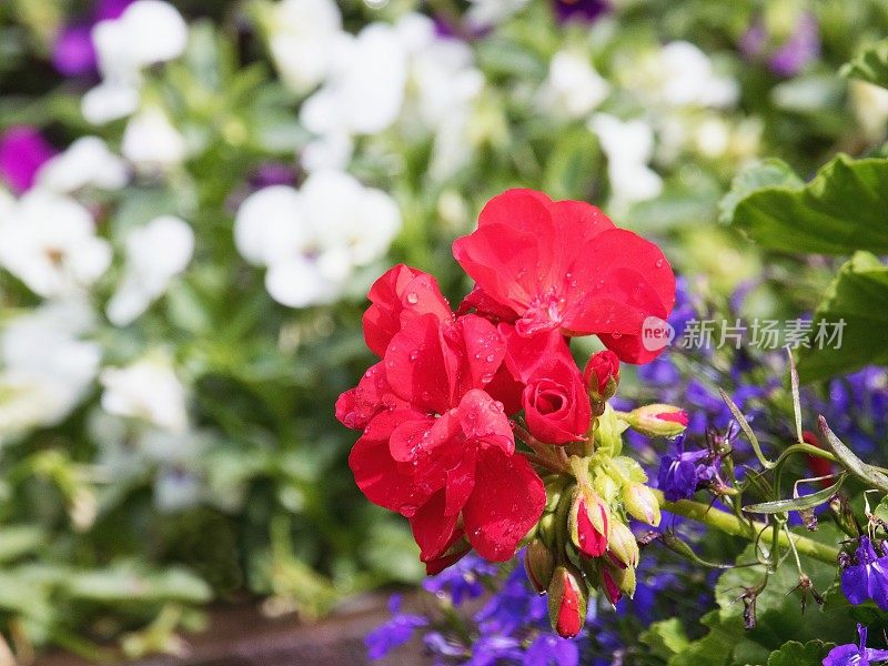 红罂粟花和雏菊花图案-放松景观