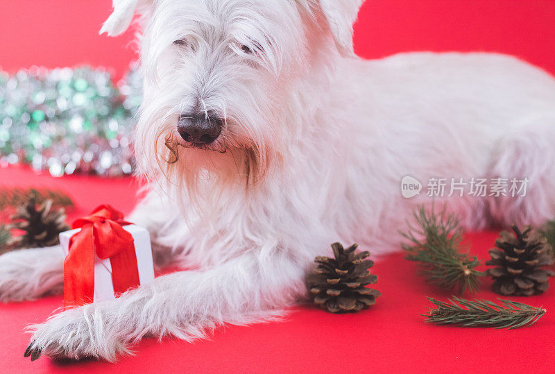 雪纳瑞犬圣诞节