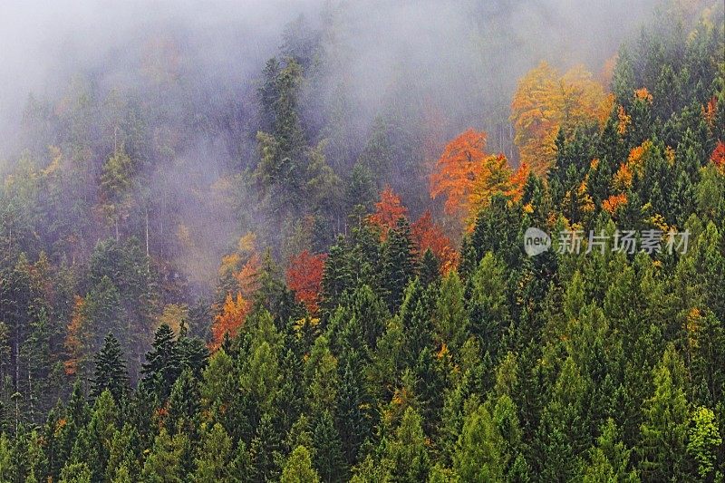 雾蒙蒙的松树高山林地景观秋天-巴伐利亚阿尔卑斯，德国