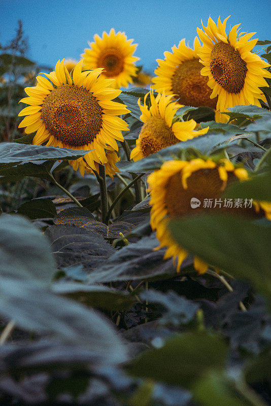 特写的美丽的大向日葵头